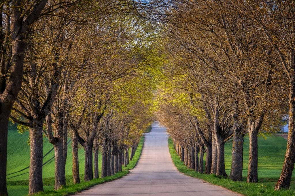 Current image: avenue, road, path, trees, meadow, driveway, nature, landscape, travel, exploration, driveway, driveway, driveway, driveway, driveway